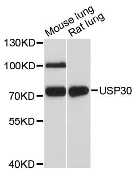 USP30 Antibody