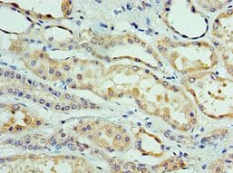 CLDN8 / Claudin 8 Antibody (aa141-225)