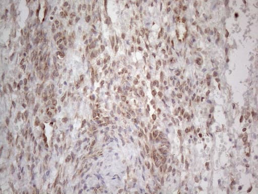 RBMS1 Antibody (clone OTI2H1)