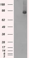 BRAF / B-Raf Antibody (clone OTI1D2)