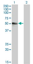 Monoclonal Mouse anti-Human SPN / CD43 Antibody (clone 3G8, WB)