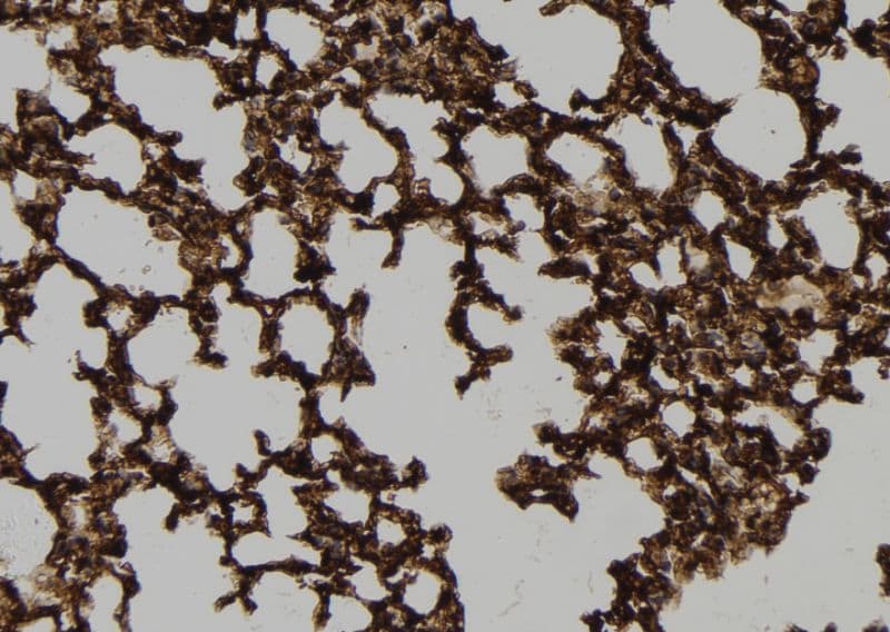 DNAJB5 Antibody