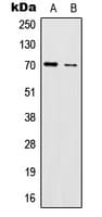 IL17RC Antibody (C-Terminus)
