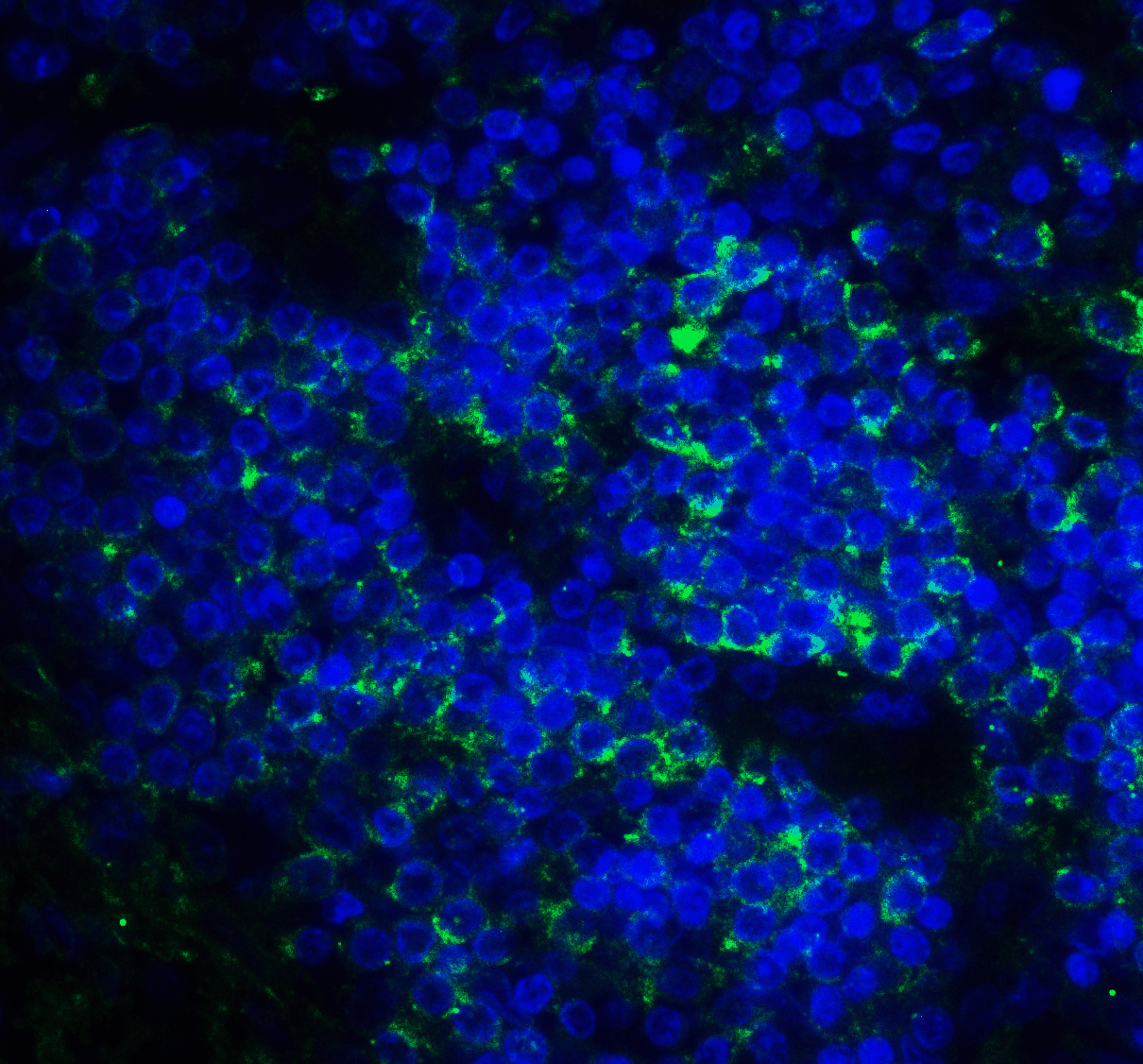 CD276 / B7-H3 Antibody (clone 4H3)