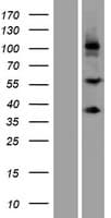 SCUBE3 Protein (Over-Expression Lysate Myc-DDK (Flag))