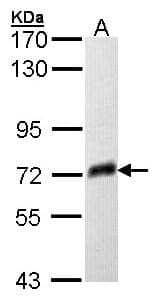 PathPlus™ PSAP / Prosaposin Antibody (aa1-250)