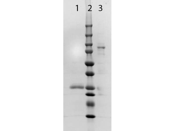 Goat Anti-Rabbit IgG Secondary Antibody