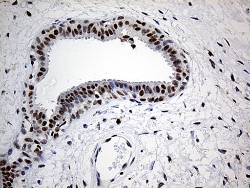 ELL / MEN Antibody (aa302-621, clone OTI1G2)