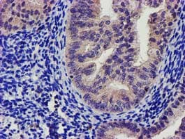 SOCS3 Antibody (clone OTI15F9)