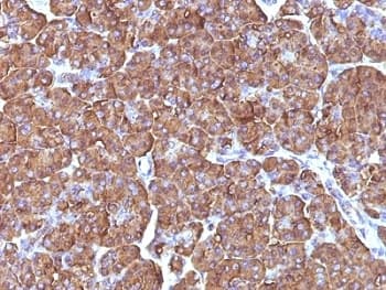 ODC1 / Ornithine Decarboxylase Antibody (clone ODC1/486, Ready-to-Use)