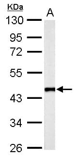 FLOT2 / Flotillin 2 Antibody (aa365-428)