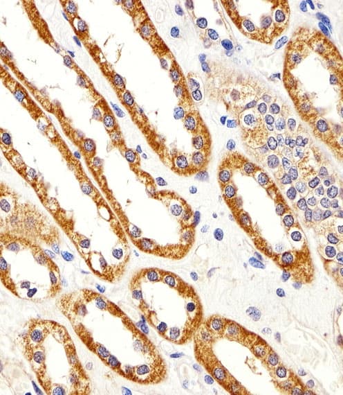 CYS1 Antibody (aa142-177)