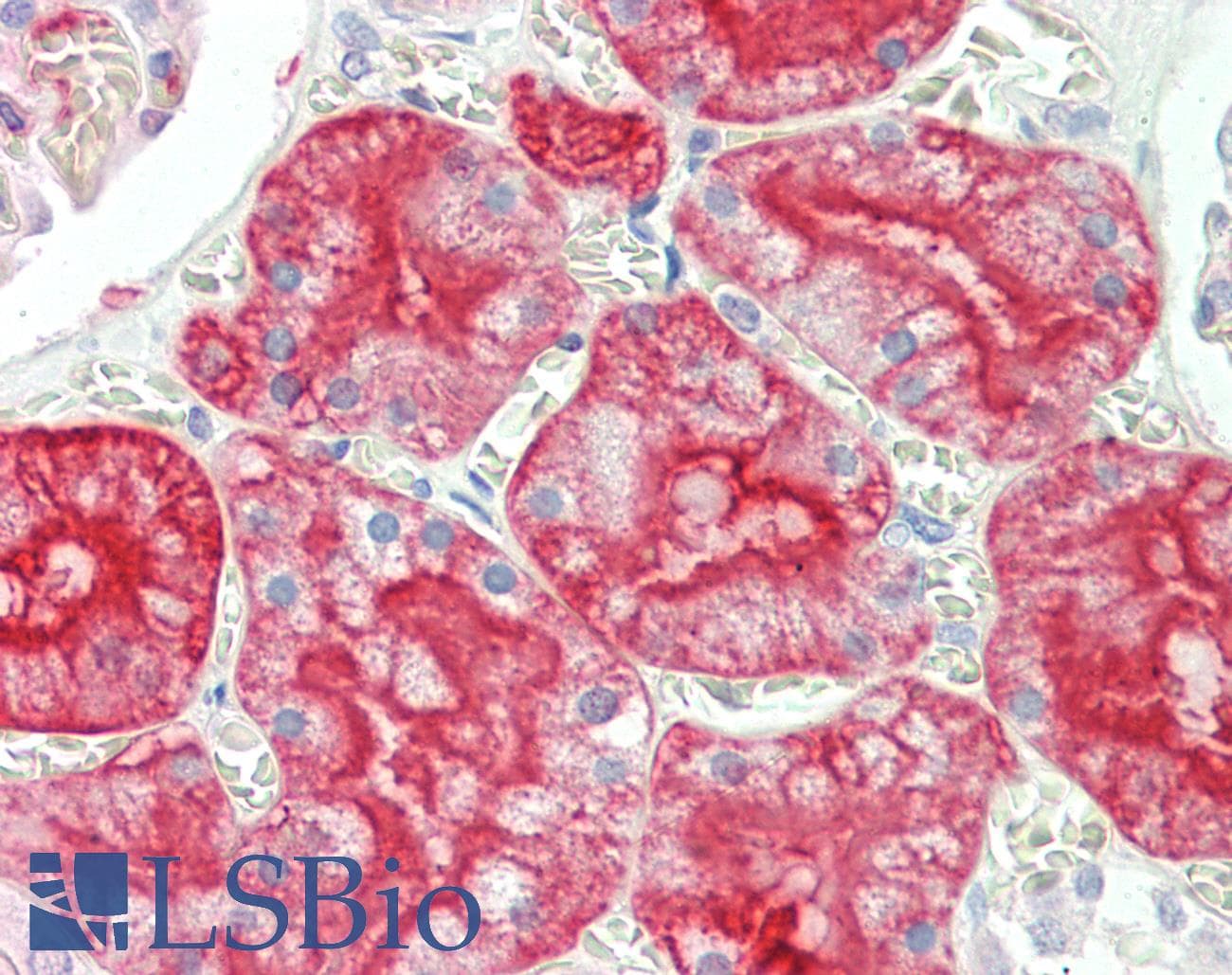 IHC-plus™ AQP1 / Aquaporin 1 Antibody (aa249-269, clone 1/A5F6, Concentrated)