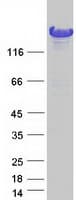 Human NEDL2 / HECW2 Protein (Recombinant Myc-DDK (Flag))