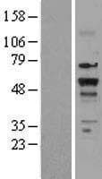 Human NR1A2 / THRB Protein (Over-Expression Lysate Myc-DDK (Flag))