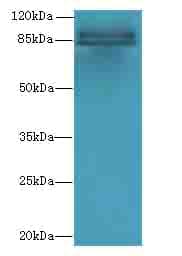 RNF10 Antibody