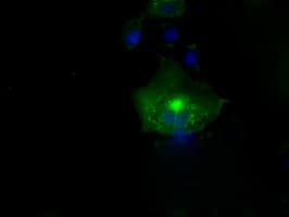L1CAM Antibody (clone OTI3G1)