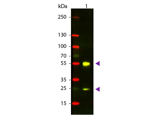 Donkey Anti-Sheep IgG Secondary Antibody (TR)