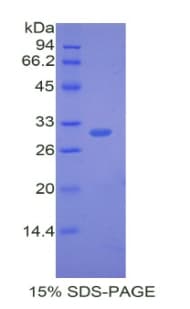 Mouse ATP1B1 Protein (Recombinant His)