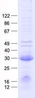 Human MED6 Protein (Recombinant His, N-Terminal)