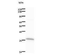 CCNB1IP1 Antibody (clone 2114C2a)
