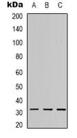 CTRP10 / C1QL2 Antibody (C-Terminus)