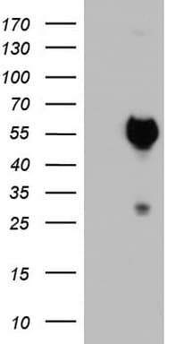 SAP30BP / HTRG Antibody (aa1-260, clone OTI4H1)