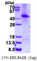 Human RAP30 / GTF2F2 Protein (Recombinant His)