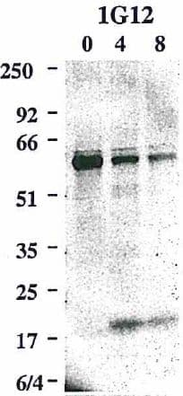 Monoclonal Rat anti-Mouse CASP8 / Caspase 8 Antibody (clone 1G12, WB)