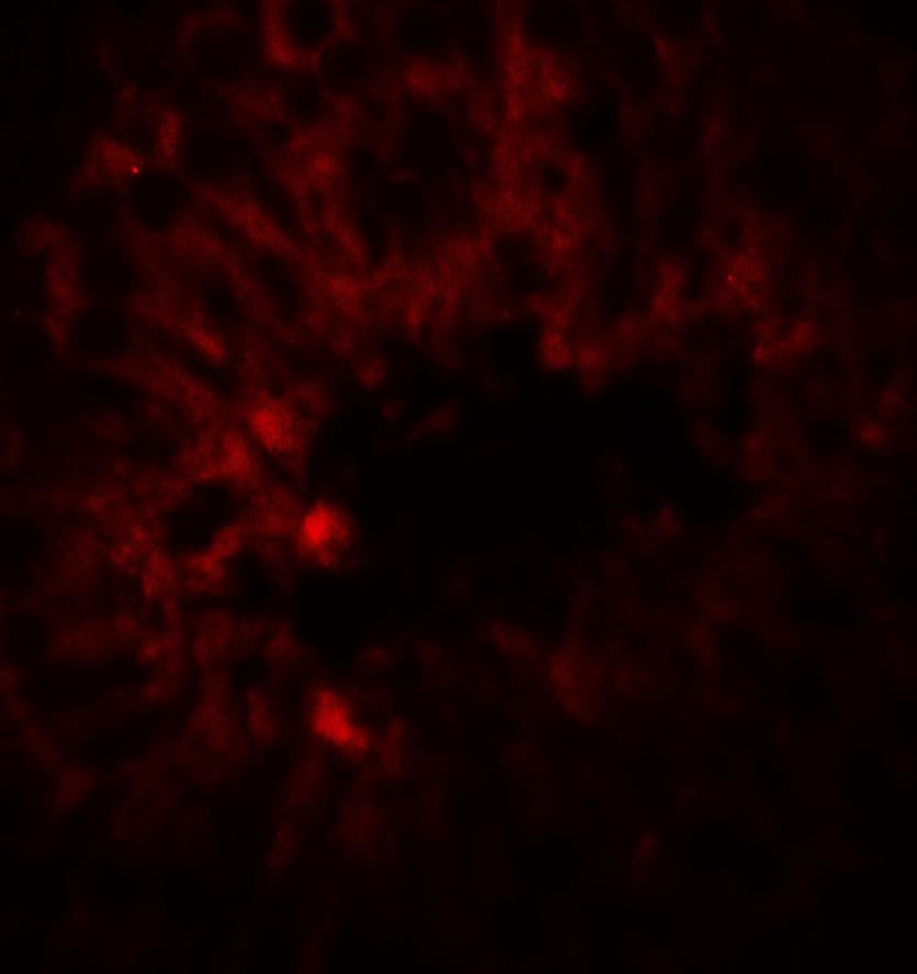 IHC-plus™ SOX4 Antibody