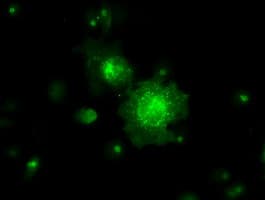 RNF144B Antibody (clone OTI11F4)