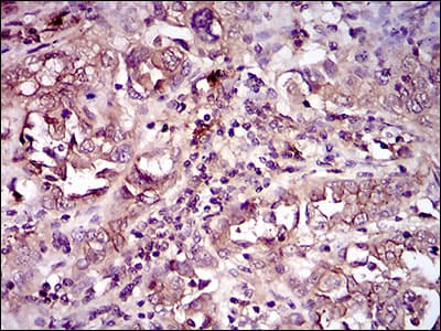 Monoclonal Mouse anti-Human CD33 Antibody (clone 2C6B7, aa15-237, IHC, WB)