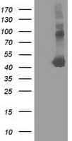 Monoclonal Mouse anti-Human SLFNL1 Antibody (clone OTI3D4, IF, WB)