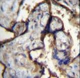 ITGA5/Integrin Alpha 5/CD49e Antibody (aa575-602)