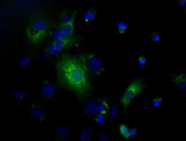 HID1 / C17orf28 Antibody (clone OTI4F6)