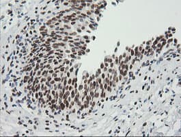 ZSCAN18 / ZNF447 Antibody (clone OTI1F10)