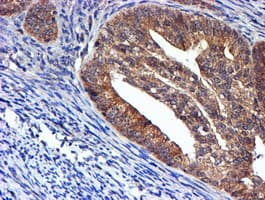 NDUFAF7 Antibody (clone OTI4A5, Carrier-free)