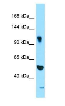 SYNRG Antibody (aa130-179)