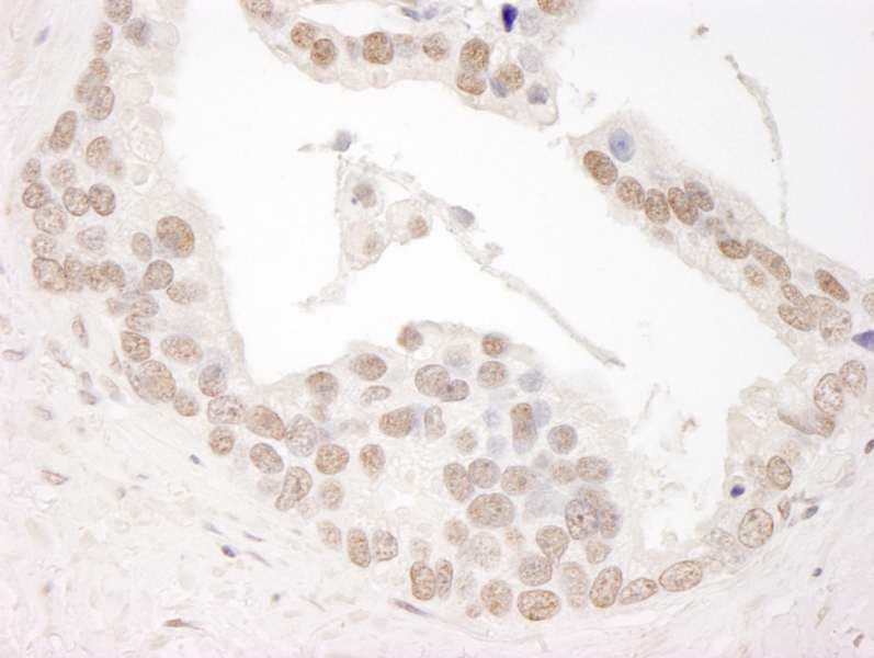 CCNL1 / Cyclin L1 Antibody (aa350-400)