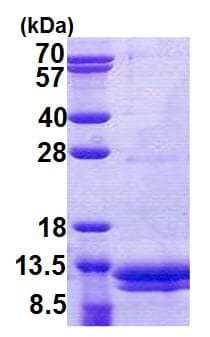 Human VAMP8 / VAMP-8 Protein (Recombinant His)