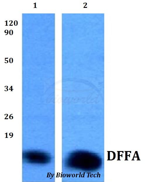 DFFA / ICAD / DFF45 Antibody