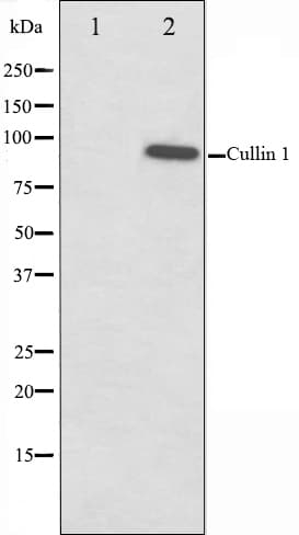 CUL1 / Cullin 1 Antibody