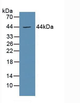 PTGER3 / EP3 Antibody (aa217-390)