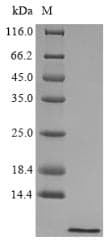 Large Yellow Croaker HAMP / Hepcidin Protein (Recombinant)