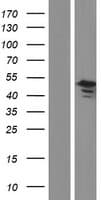 GNAS Protein (Over-Expression Lysate Myc-DDK (Flag))