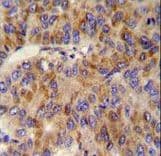 MINPP1 Antibody (aa28-55)