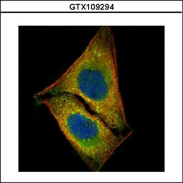 STK4 Antibody (aa324-418)