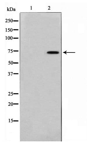 TAF6L Antibody
