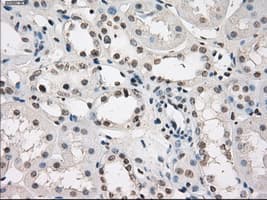 LTA4H / LTA4 Antibody (clone OTI2C5)