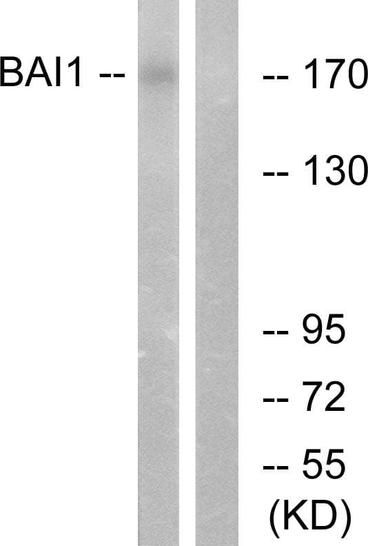 ADGRB1 / BAI1 Antibody